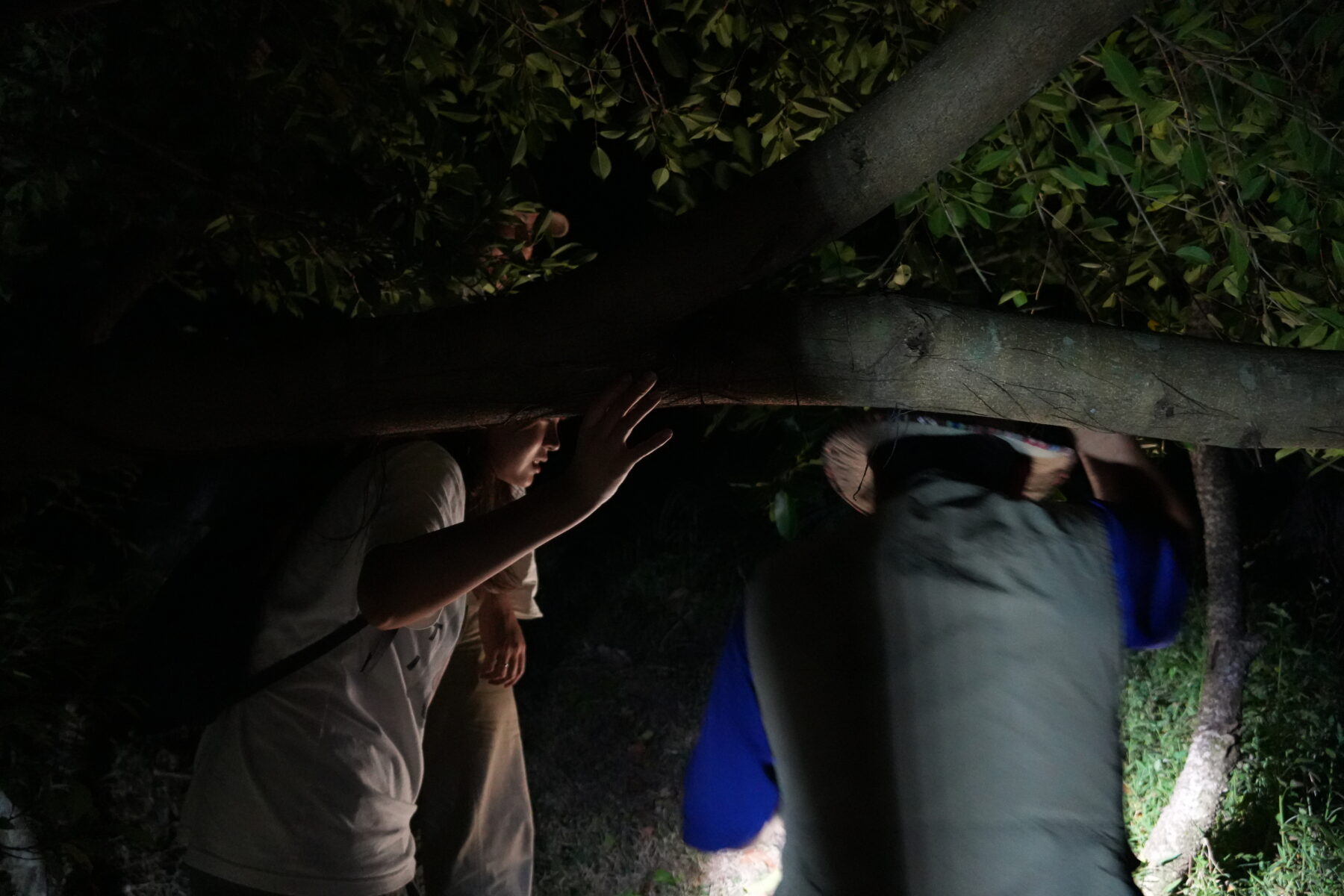 阿塱壹夜間生態